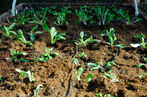 The seedlings were transplanted during balmy 75 F February weather...just last week!