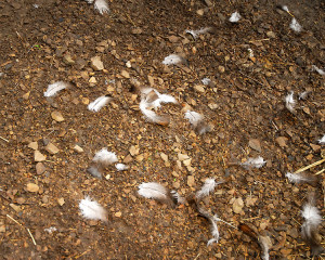 I first noticed these body feathers, just west of the chicken coop