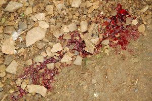 On the right, it's clear this is where the hen was killed, as the surface of the rocks are covered in blood.  She was then left, at least for a while, to bleed out