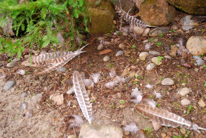 Then I found these primary wing feathers scattered near the drainage channel