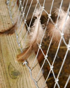 More feathers caught on some fencing