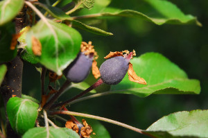 Niedzwetzkyana is just starting to set these dark purple fruits