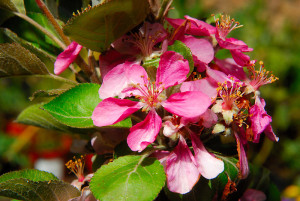 The flowers of the Niedzwetzkyana crab apple are a deep pink