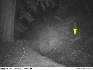 Here the Bobcat returns about 12 hours later, at 5:23 AM