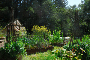 This is how the garden looked in mid-April, with towering kale and mustard everywhere!