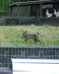 Bobcat stalking our poultry in broad daylight