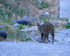 We frequently see Bobcats around in daylight
