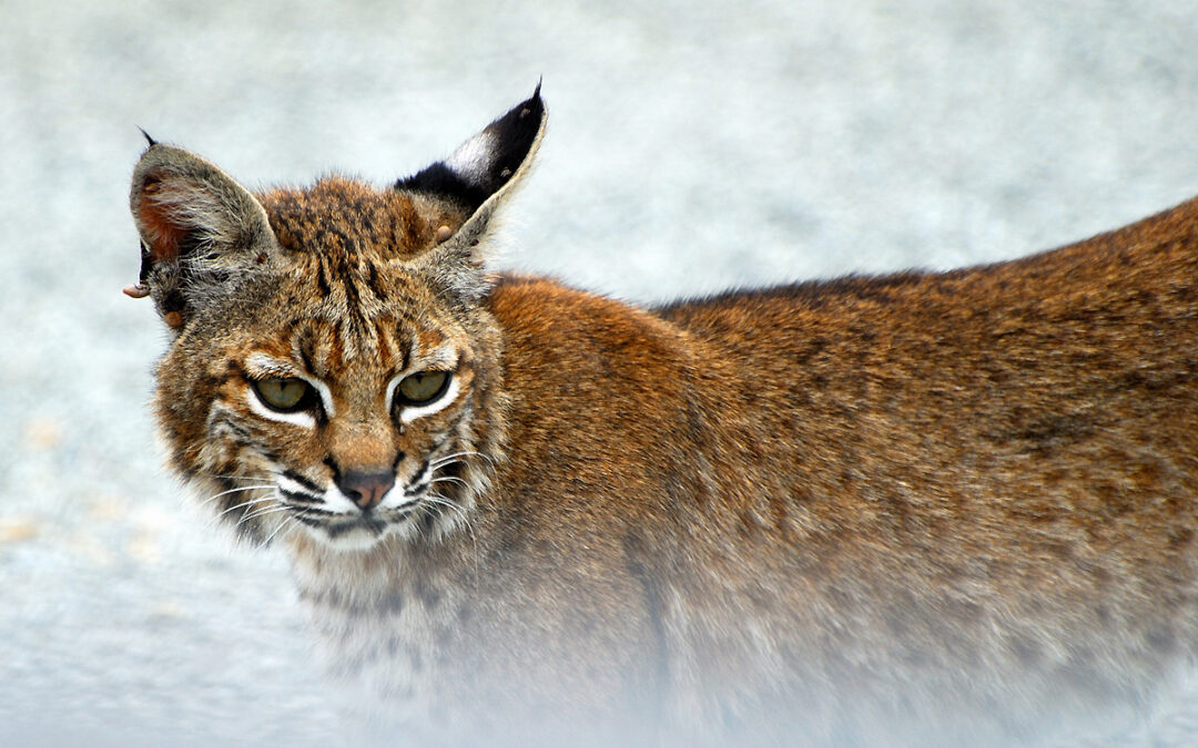 Livestock Predators: Bobcat (Lynx rufus)