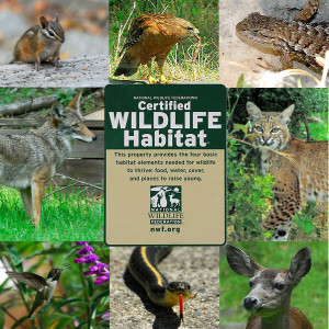 Curbstone Valley, after all, is a Certified Wildlife Habitat