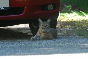 This bobcat felt so at home, he'd nap in the shade of our cars on warm afternoons