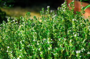 Even though the kale flowers are gone, the bees will be very happy that the thyme is starting to bloom