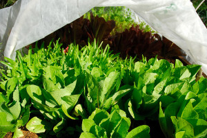During the warmer months we grow primarily loose leaf lettuces, or romaine types, as they're somewhat more bolt-resistant