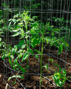 The heirloom paste tomato Opalka should do well, even if our summer weather is less than ideal