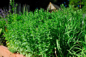 The herb bed was looking a little ragged by the end of last season, but a generous top dressing of compost did wonders
