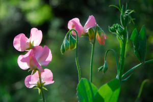 Sweet peas are a perfect flower for an heirloom garden, as they've been in cultivation in cottage gardens since the 17th Century!