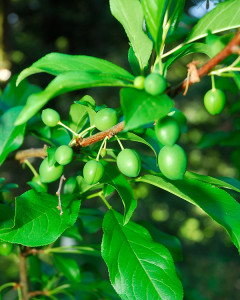 The Satsuma plum is set a lot of fruit this spring