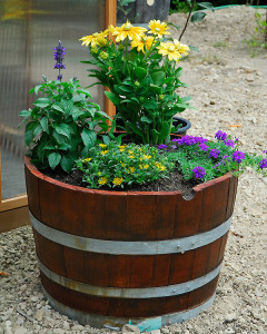 This is how the barrel looked when we first planted it out...