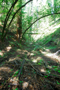 This is part of the woodland area on the property.  Steep, shaded, with lots of leaf and wood litter on the forest floor