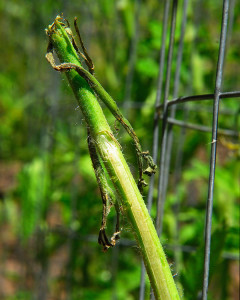 Branch ends were eaten, and stripped leaves had damaged the length of many of the stems