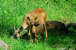 This time of year we see a lot of does foraging with their fawns