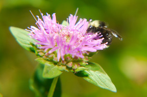 Yellow-faced bumble bee (Bombus vosnesenskii) on native Coyote Mint (Mondardella villosa)