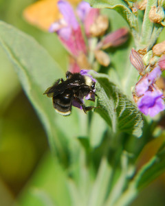 Bumble bee foraging on organically grown culinary sage