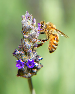 A honey bee on lavender 'Provence' this morning on the farm