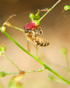Honey bee on Scrophularia californica