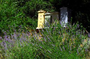 Note the bee hives in the background.  Can you imaging what would happen if I used an insecticide on this lavender?