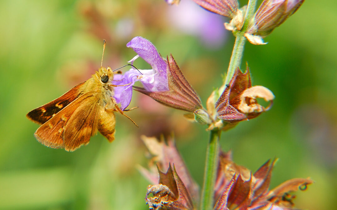 Pollinator Week: The Hazards Of Pollination