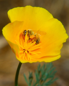 Honey bee collecting pollen from a native California Poppy