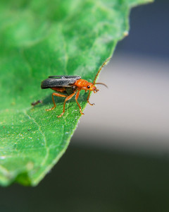 Soldier beetles are the natural enemies of aphids