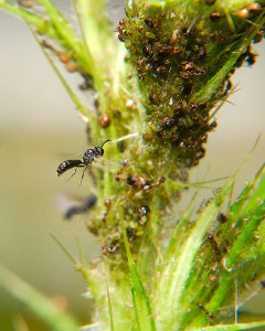 The hovering insects are predatory wasps, and barely larger than the ants that are defending the aphids