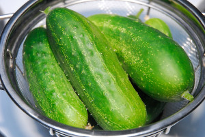 Heirloom cucumber 'Homemade Pickles'