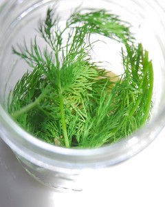 The most important ingredient, dill!