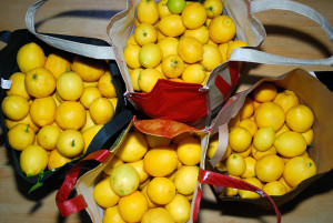 80 pounds of Meyer lemons!