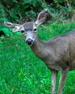See this doe's ears? No doubt from scrabbling under, or sticking her head through, too many fences!