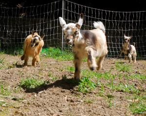 The portable fence barely works for small kids, but it won't hold a grown goat
