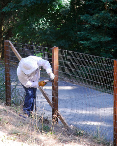 Working on the fence, wearing a bee suit, but it worked!