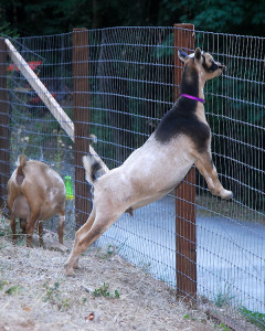 Here Lia is checking the height of the fence, and the strength of the wire