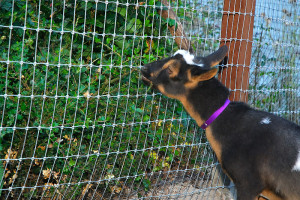 Minnie was determined to get to the live oak on the other side of the fence