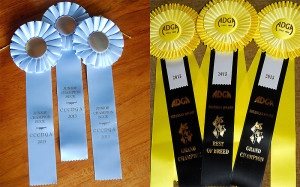 Some of the ribbons from this show season
