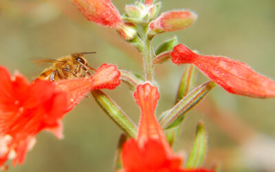Bad Bee-havior: The Nectar Robbers