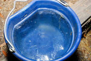 Animals can't drink from frozen buckets, and access to fresh water is imperative, especially for the bucks