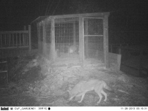 We caught this coyote on camera lurking near our turkey pens