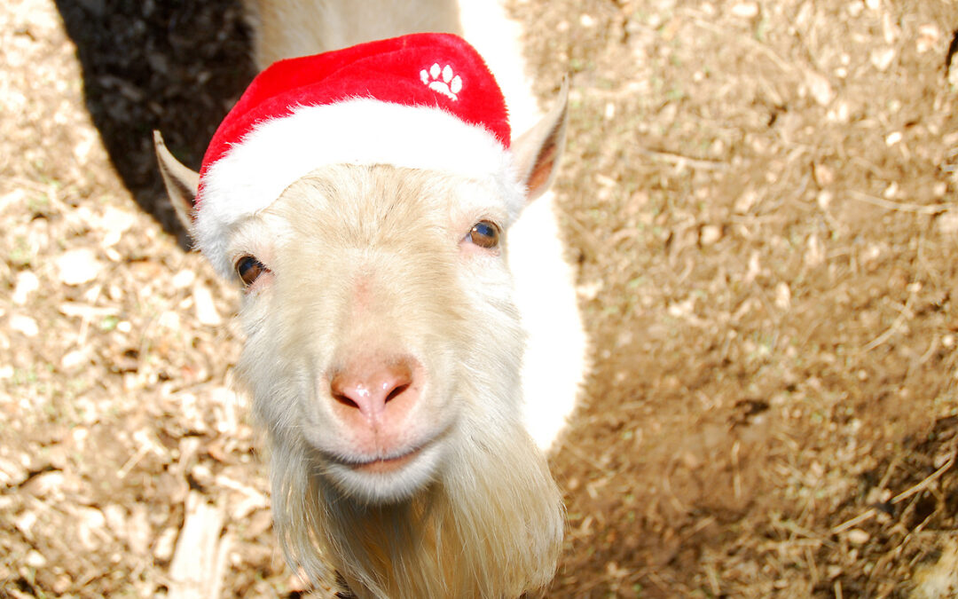 How The Goats Saved Christmas