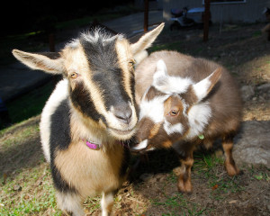 Our animals, including the goats, and chickens, are much more important at the moment than our gardens