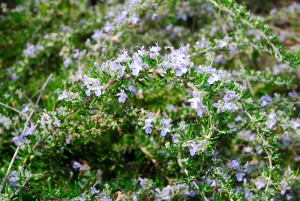 We have a lot of trailing rosemary on the farm, that is now in peak bloom, providing nectar for the bees