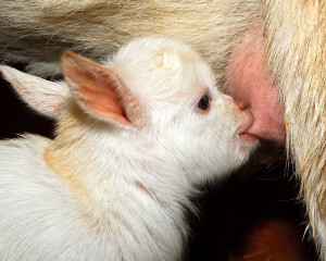 The most important task for any newborn, a first meal of  colostrum