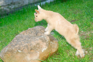 "Hello rock, I'm going to jump on you!"